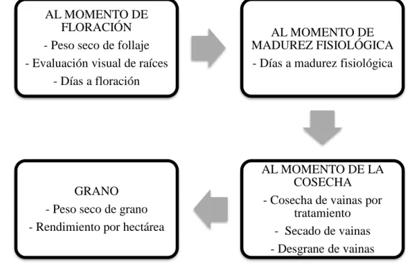 Figura 4. Guía para la descripción de las características de variedades de frijol común  (Rosas et al