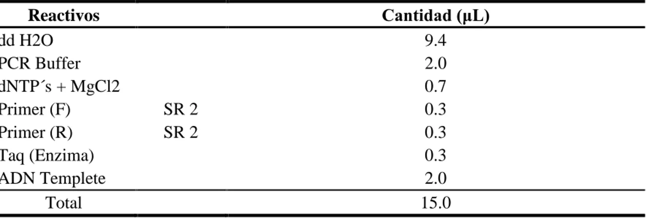 Cuadro 3. Marcador molecular SCAR SR2 usado para la identificación del gen bgm-1 de  resistencia al VMDA del frijol común