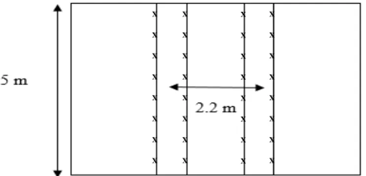 Figura 4. Arreglo con hileras gemelas separadas a 0.4 m de distancia entre hileras, con una  distancia de 2.2 m entre pares de hileras.