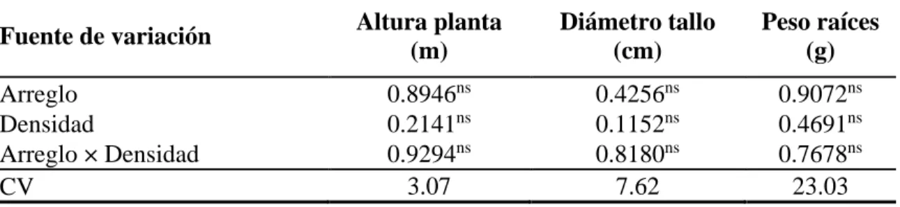 Cuadro 5. Resultados del análisis estadístico para altura de la planta, diámetro del tallo y  peso de raíces variables de predicción temprana de rendimiento en maíz HAZ 1, Zamorano,  Honduras, 2018