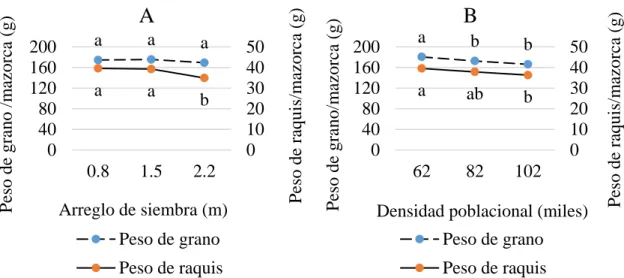 Figura 5. Efecto del arreglo de siembra (A) y la densidad poblacional (B) sobre el peso del  raquis y el peso de los granos por mazorca de maíz HAZ 1, Zamorano, Honduras, 2018