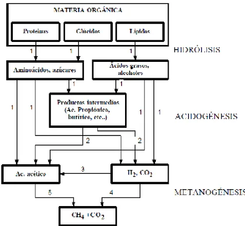 Figura 1. Proceso de la descomposición de la materia orgánica. 