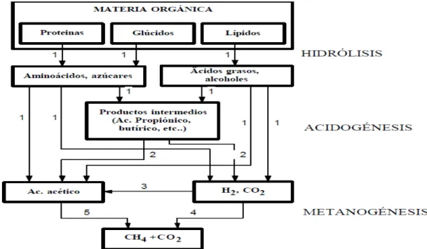 Figura  1.  Fermentación  de  la  materia  orgánica  bajo  condiciones  anaeróbicas.  Fuente: 