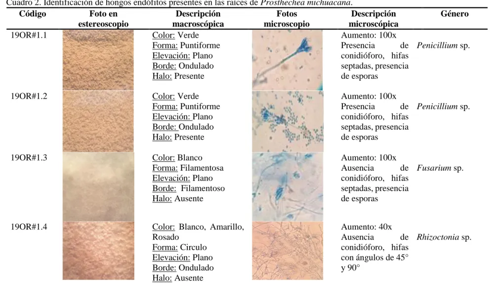 Cuadro 2. Identificación de hongos endófitos presentes en las raíces de Prosthechea michuacana
