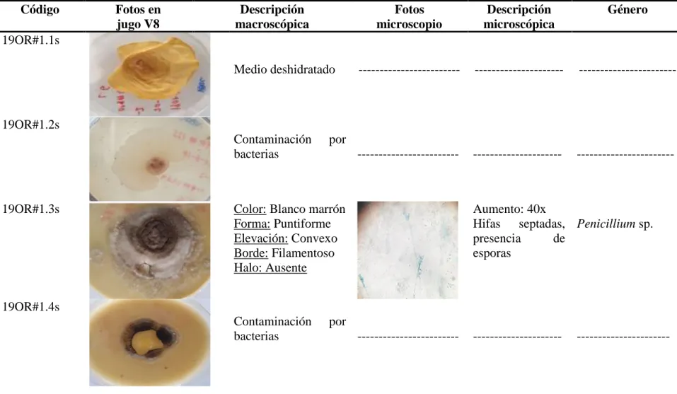 Cuadro 4. Identificación de hongos presentes en el suelo cercano de Prosthechea michuacana