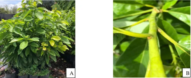 Figura 1. Aguacate (Persea americana Mill.) variedad Criollo. A: Plantación de aguacate  criollo en la unidad de Producción de ornamentales de Zamorano