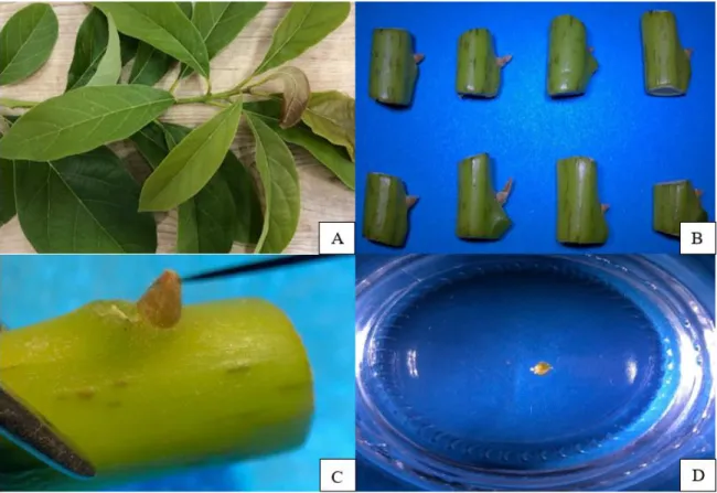 Figura 2. Preparación de explantes de aguacate (Persea americana Mill.) variedad Criollo
