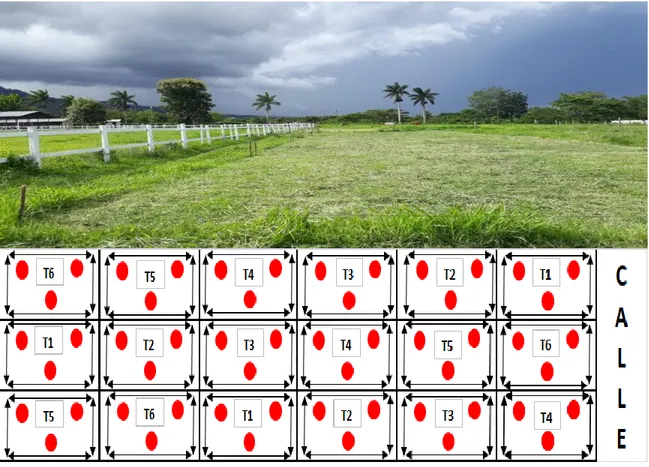 Figura 1. Croquis de la distribución de parcelas por tratamientos y puntos de muestreo en  el Club Hípico de Zamorano, Honduras