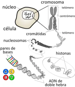 Figura 1.3: ADN dentro de la c´ elula