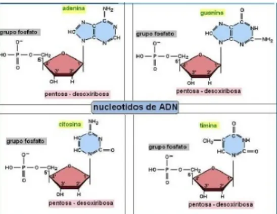 Figura 1.1: Nucle´ otidos del ADN