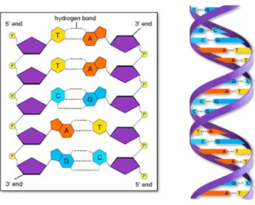 Figura 1.2: Estructura del ADN