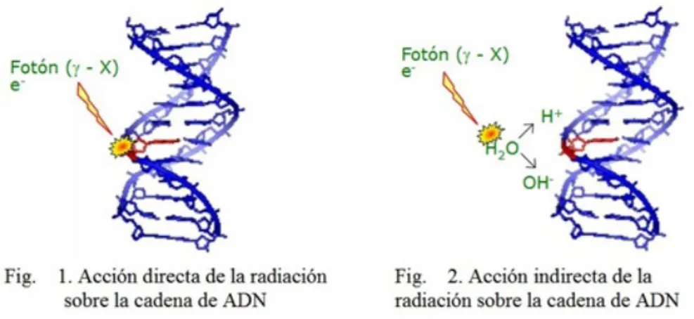 Figura 17: La radiación ionizante puede alterar estructuras críticas para la supervivencia celular o material genético.