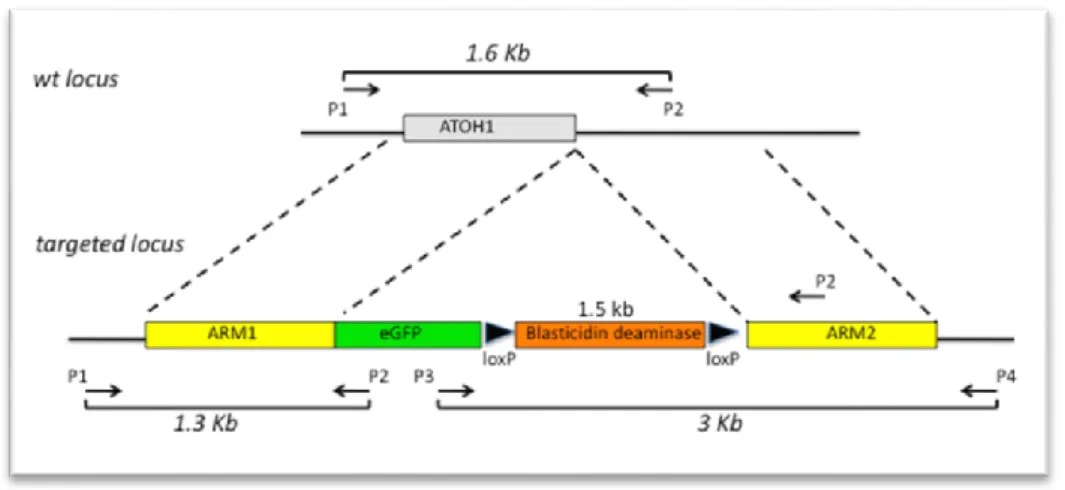 Figura 11: Esquema de los locus, wild type y targeted, pertenecientes al vector, y primers utilizados en la PCR de comprobación