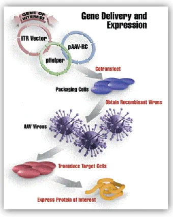 Figura 2: Esquema de la infección con un vector rAAV y posterior expresión en un determinado tipo celular