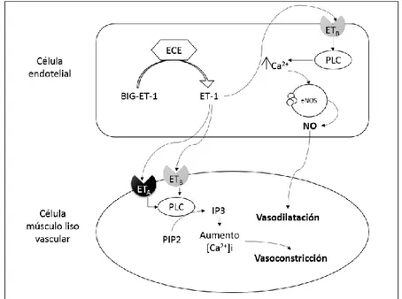 Figura 2. Vía de señalización de la endotelina 1. Mecanismo mediante el cual la endotelina-1 genera tanto vasoconstricción  como vasodilatación en células de músculo liso vascular