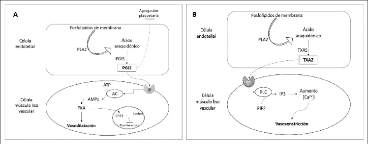 Figura 4. Vía de señalización del TXA2 y de la PGI2. A: Muestra la síntesis de la prostaciclina y señala sus principales  mecanismos efectores (vasodilatación, inhibición plaquetaria e inhibición de la proliferación de las CMLV)