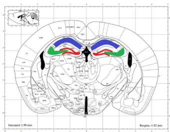 Figura 2. Regiones del hipocampo. 