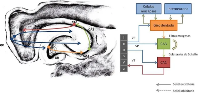 Figura 3. Esquema de los circuitos en el hipocampo.  