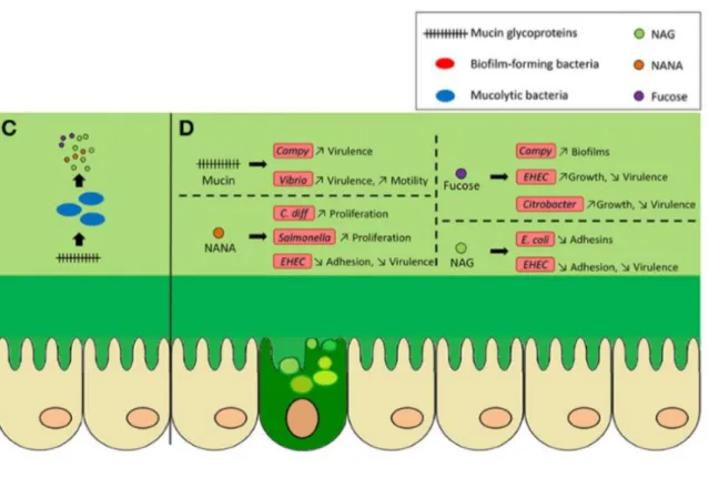 Figura 4.2. Mucus del colon e interacciones del microbioma (8) 