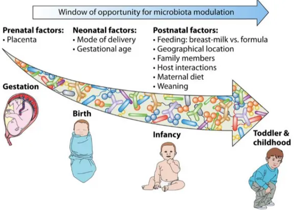 Figura 5. Evolucion del microbioma en la fase infantil (17). 