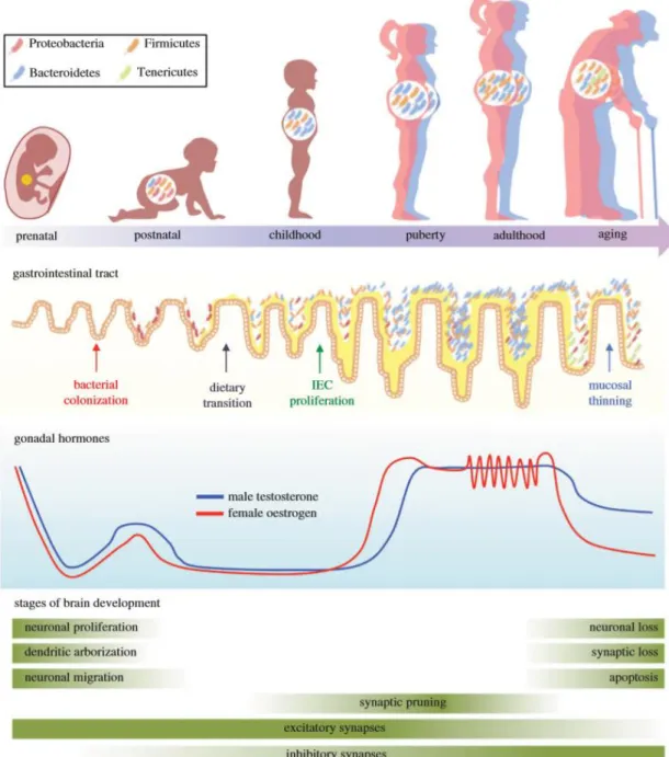 Figura 6. La evolución del microbioma, el desarrollo cerebral y del tracto gastrointestinal durante la caracterización  intraindividual (25)  
