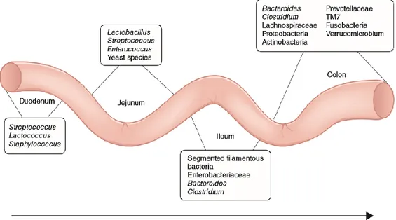 Figura 1. Distribución del microbioma a lo largo del intestino sano (2). 