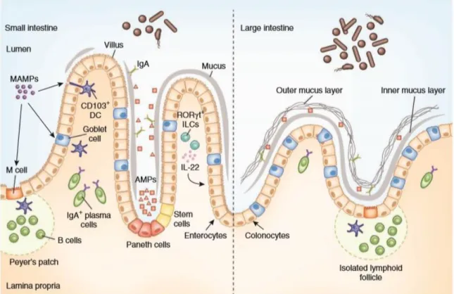 Figura 2. El microbioma y la inmunidad innata a lo largo del intestino. (2) 