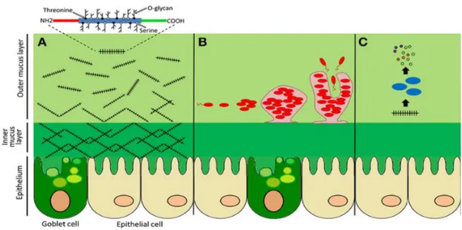 Figura 3.1. Mucus del colon e interacciones del microbioma (8) 