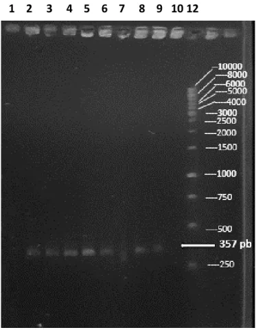 Figura  5.  PCR-especie-específica  de  la  cepa  tipo  de  C.  tropicalis  MYA3404  y  las  mutantes  rad52-ΔΔ-9, rad52-ΔΔ-10 y rad52-ΔΔ-11