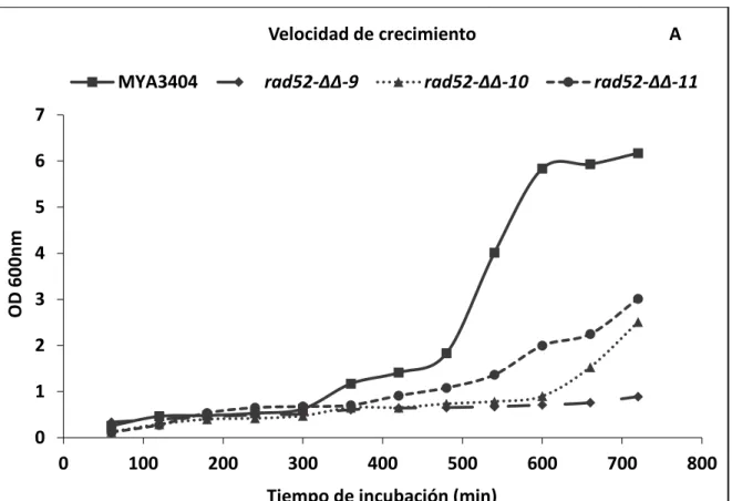 Figura  8.Curva  de  la  velocidad  de  crecimiento  de  C.  tropicalis  y  las  mutantes  nulas  rad52  (rad52-ΔΔ-9, rad52-ΔΔ-10 y rad52-ΔΔ-11)