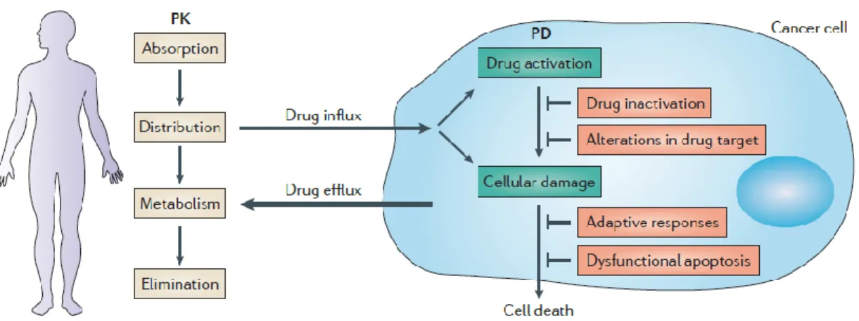 Figura 14. Principios generales de la resistencia a fármacos. Los factores farmacocinéticos como  la  absorción,  distribución,  metabolismo  y  eliminación  del  fármaco  (ADME)  limitan  la  cantidad  de  fármaco administrado sistémicamente que llega al 