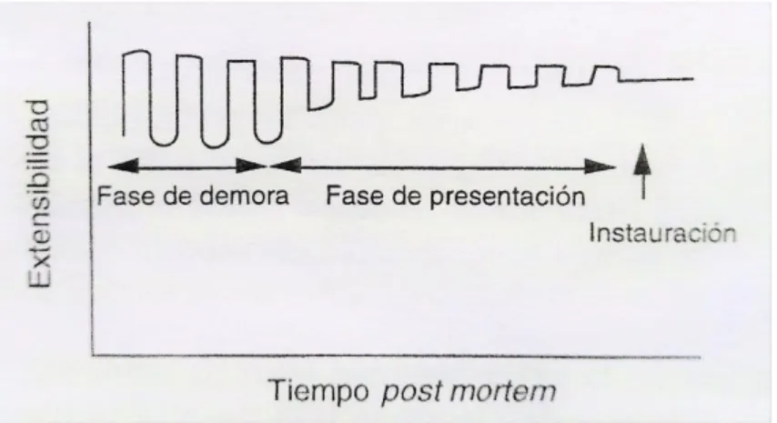 Figura 5. Modificación de la extensibilidad muscular a lo largo del período post mortem