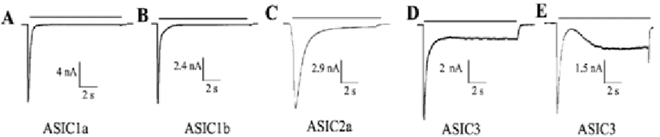 Figura  3.  Trazos  de  corrientes  de  canales  homoméricos  ASIC.  A,  B  y  C)  ASIC1a,  1b  y  2a  presentan  desensibilización completa, la cual claramente es lenta para ASIC2a