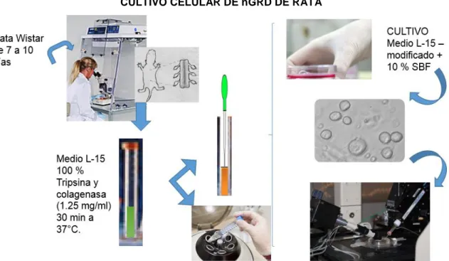 Figura 6: Esquemática del cultivo primario de nGRD de rata. Se realiza la disección y extracción  de  los  ganglios  de  la  raíz  dorsal  seguida  de  la  disociación  enzimática  y  mecánica  que  permite  el  cultivo de células aisladas en vidrios con p