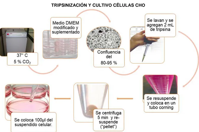 Figura 7: Esquema del cultivo y tripsinización de las células CHO. (Descripción en el texto).