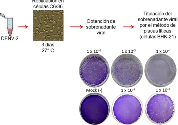 Figura  9.  Formación  de  placas  líticas  en  células  BHK-21.  Se  muestra  el  procedimiento  de  infección  y  el  ensayo  de  titulación  viral  por  el  método  de  placas  líticas,  en  donde  se  ve  una  disminución de éstas según la dilución del