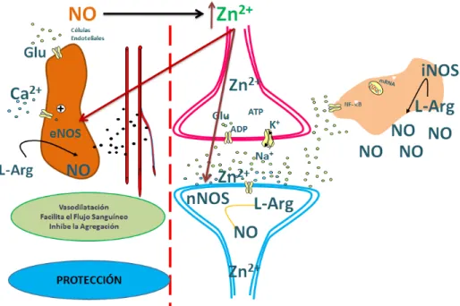 Figura 3. El zinc estabiliza las NOSc favoreciendo la vasodilatación, el flujo sanguíneo e inhibiendo la  agregación  plaquetaria,  además  es  capaz  de  favorecer  la  inducción  de  la  iNOS  exacerbando  la  producción de NO en la fase tardía del proce