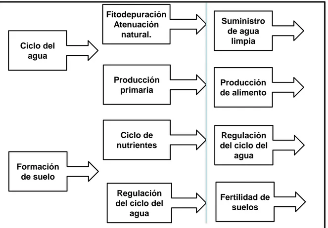 Figura 1. Principales procesos naturales y servicios ecosistémicos que de ellos se derivan (Adaptado a  Turner et al., 2012) 