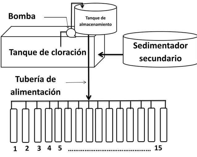 Figura 9. Esquema de la distribución de los sistemas de mesocosmos  (Elaboración propia) 