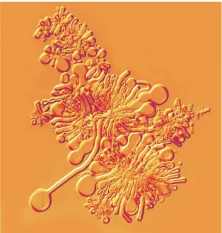 Figura 1.2: Auto-ensamblaje de lípidos. Ejem- Ejem-plo del proceso de formación espontáneo de una estructura tipo célula.