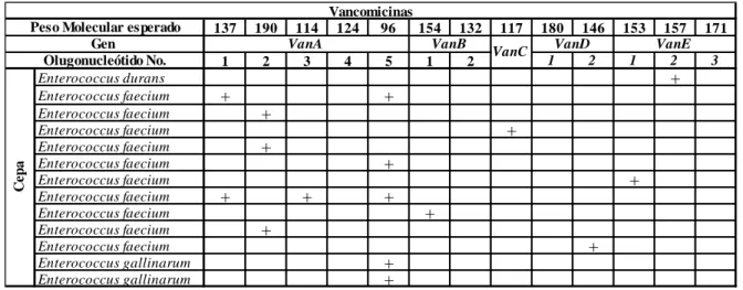 Tabla 13. Cepas analizadas en la búsqueda de genes de resistencia a Vancomicinas. 