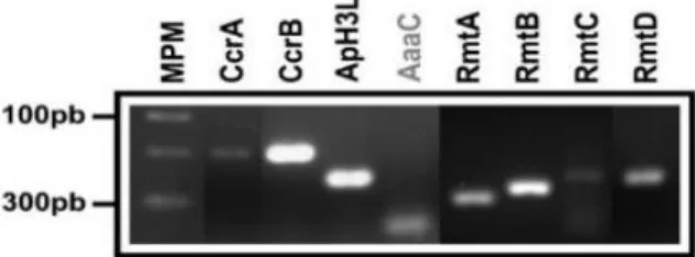 Tabla 17. Cepas analizadas en la búsqueda de genes de resistencia a Aminoglucósidos.