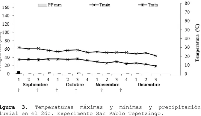 Figura  3.  Temperaturas  máximas  y  mínimas  y  precipitación  pluvial en el 2do. Experimento San Pablo Tepetzingo