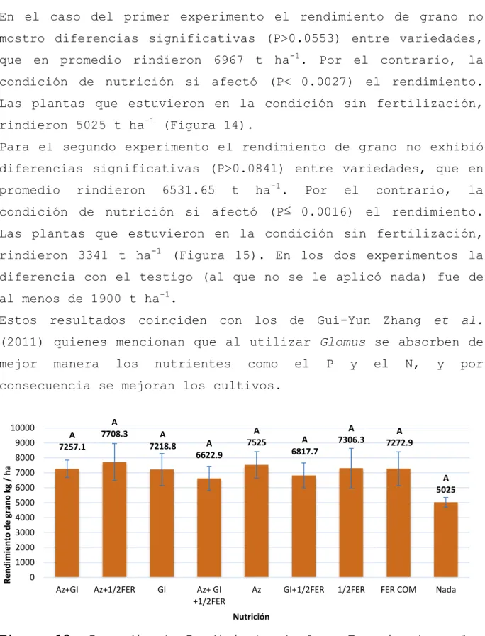 Figura  12.  Promedio  de  Rendimiento  de  1er.  Experimento  a  los  150 días, San Pablo Tepetzingo, Tehuacán Puebla