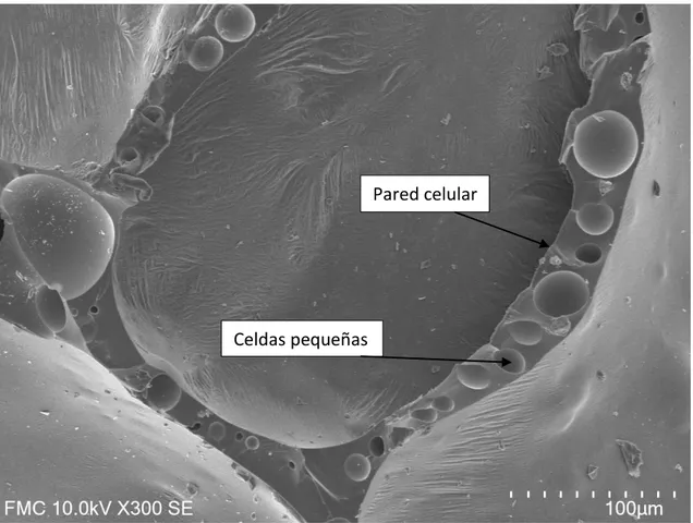 Figura 19: Micrografía de la espuma GF113 a 300 aumentos que muestra la presencia de celdas en las  paredes celulares