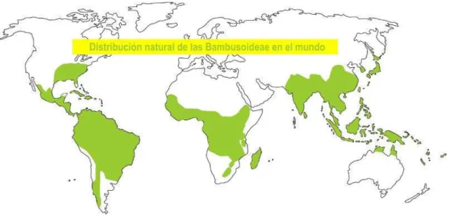 Figura 1.1 Distribución natural del bambú en el mundo 