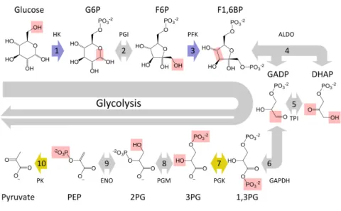 Figure 1.3: Glycolysis [6].
