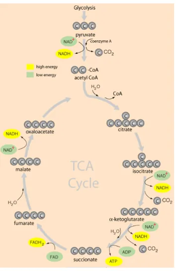 Figure 1.4: TCA cycle [5].