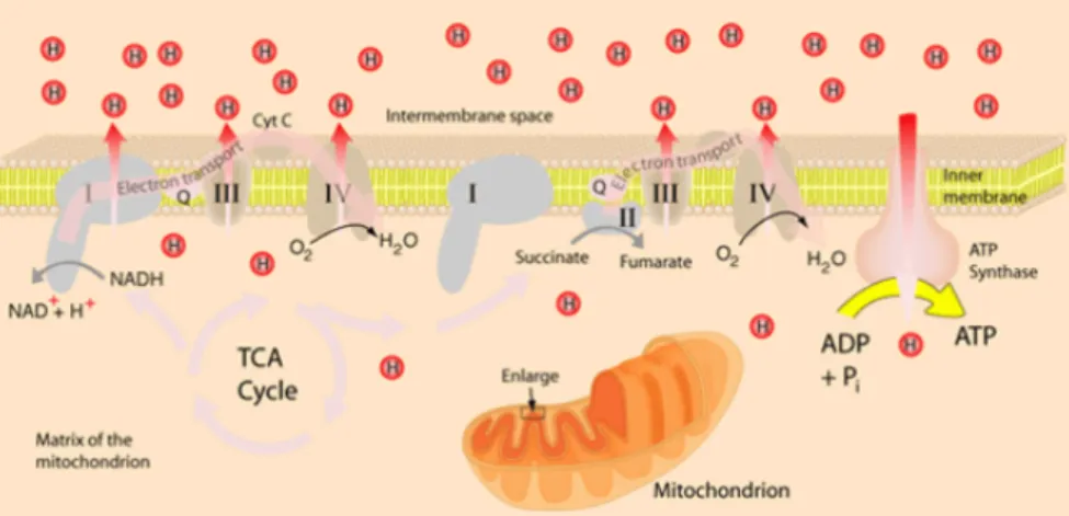 Figure 1.5: Electron transport chain [5].