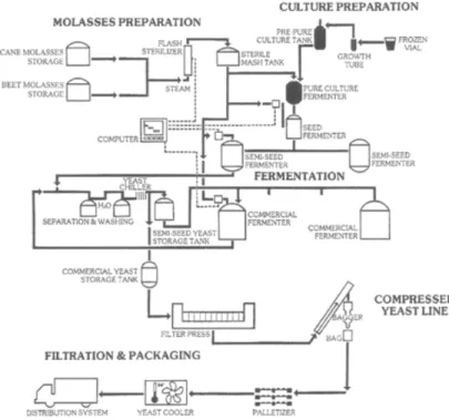 Figure 1.7: Yest production process [9].